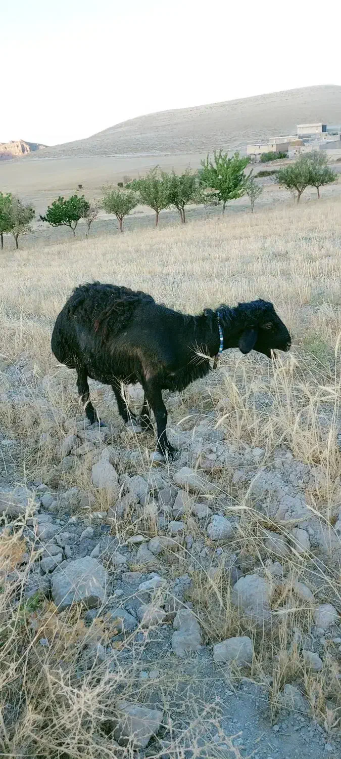 قوچ یک ساله قیمت ۳۰میلیون|حیوانات مزرعه|ماهنشان, |دیوار