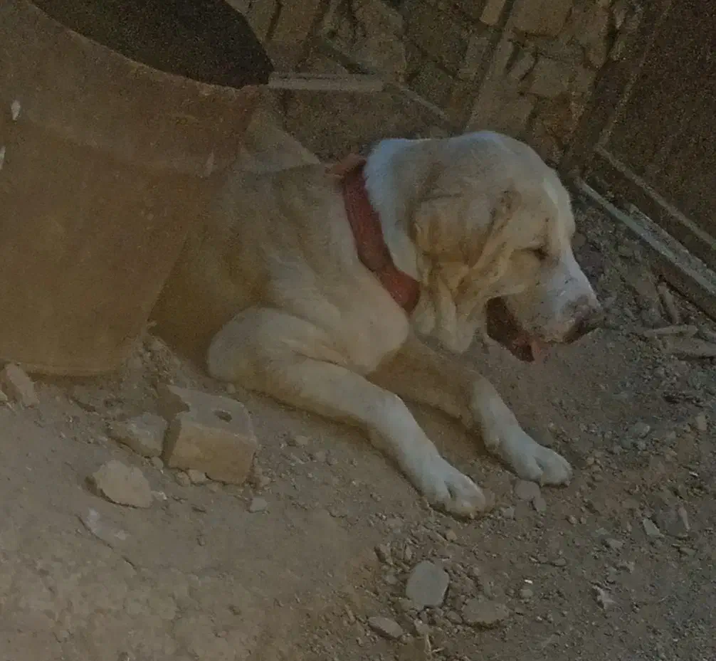 واگذاری سگ پژدر|سگ|ایجرود, |دیوار