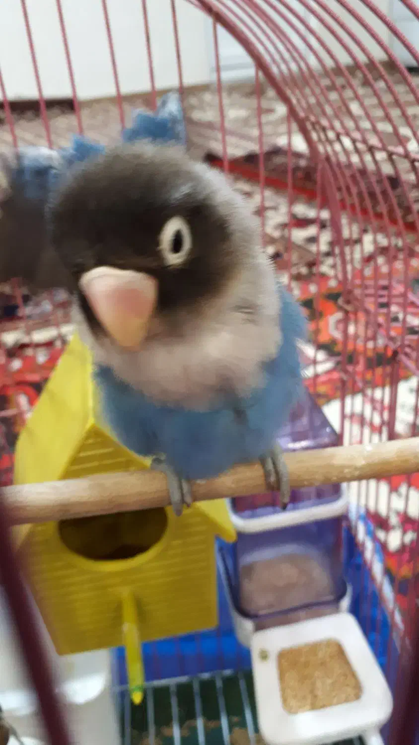 طوطی کوتوله اهلی|پرنده|تبریز, |دیوار