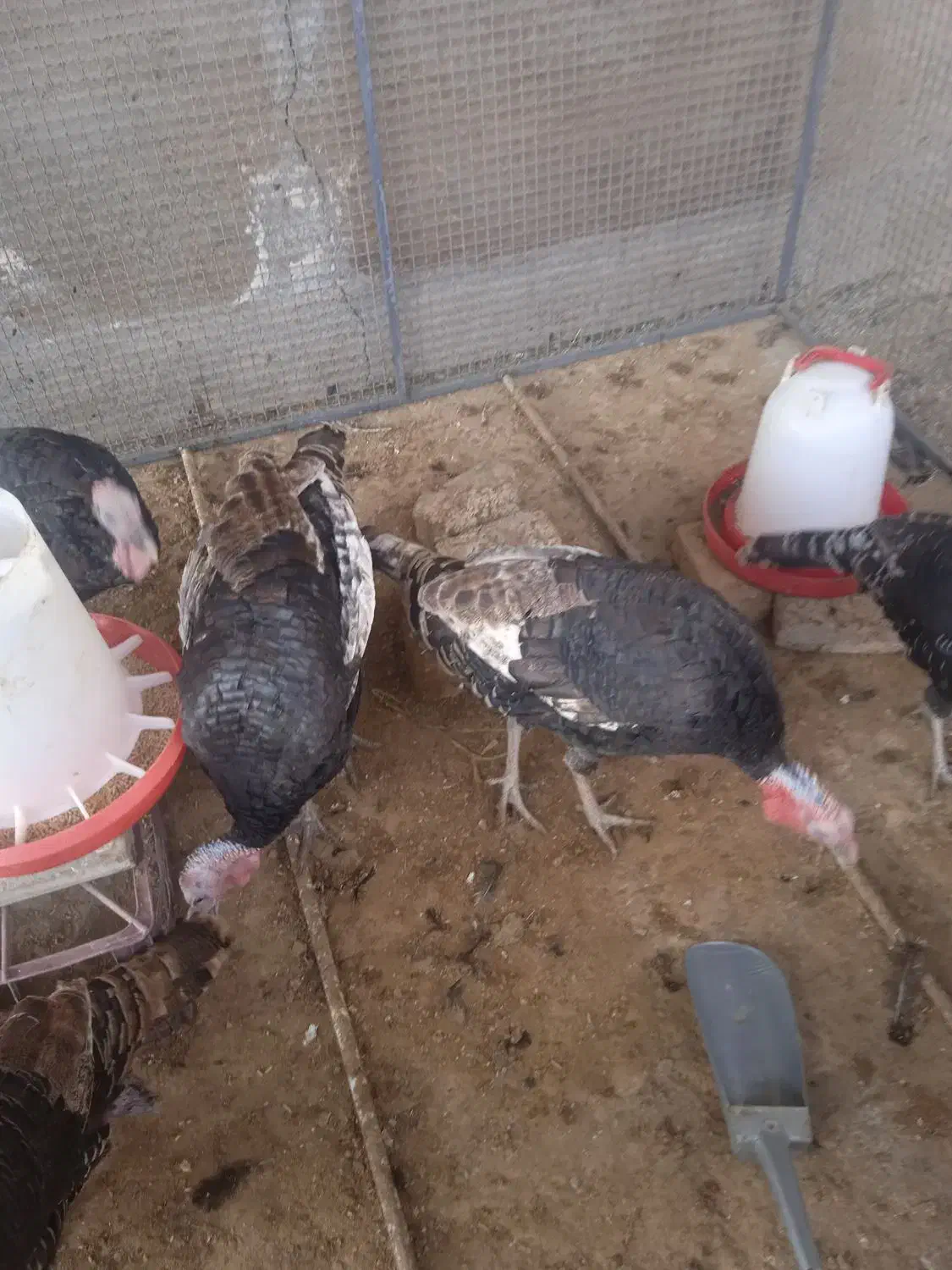 بوقلمون نروماده انگلیسی|پرنده|ساوه, |دیوار