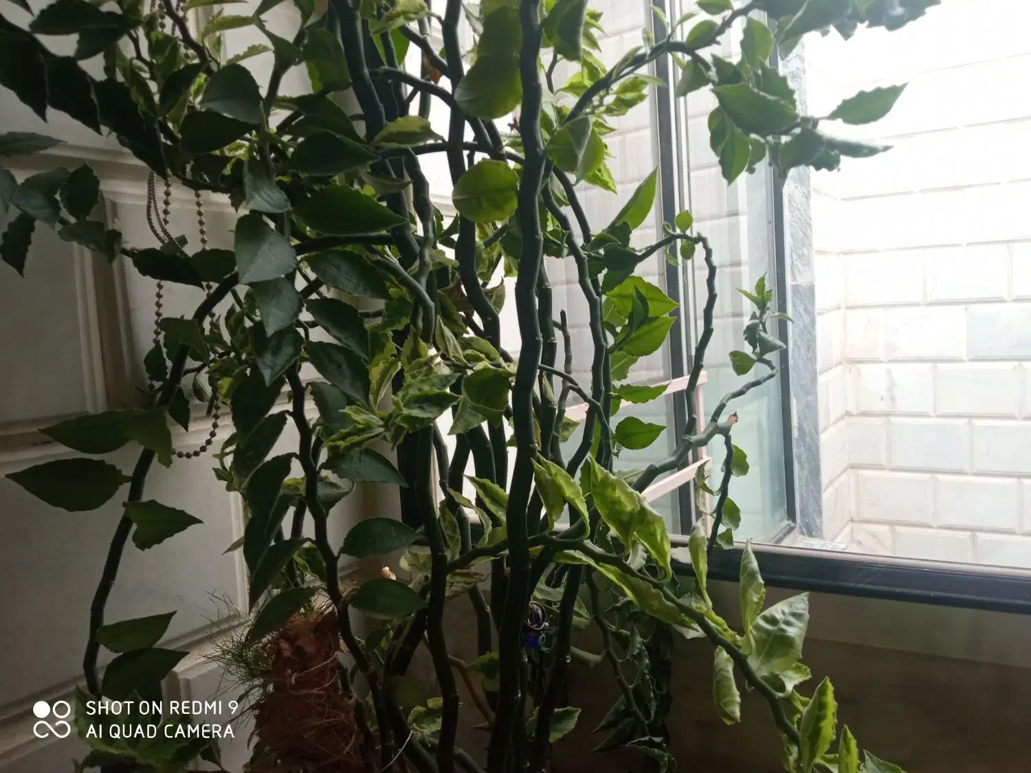 گل های زیبا مناسب روزمادر|گل و گیاه طبیعی|کرمانشاه, |دیوار