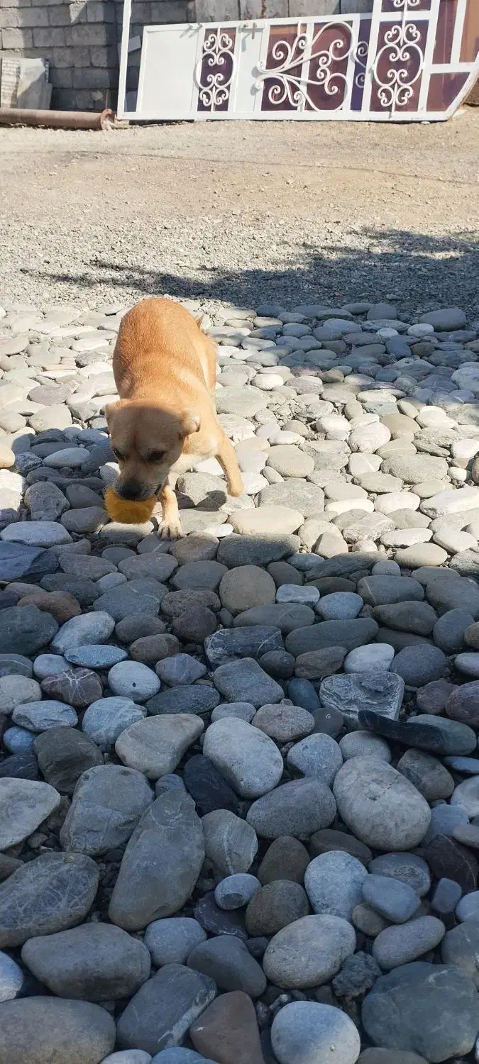 سگ نر|سگ|آسمینون, |دیوار