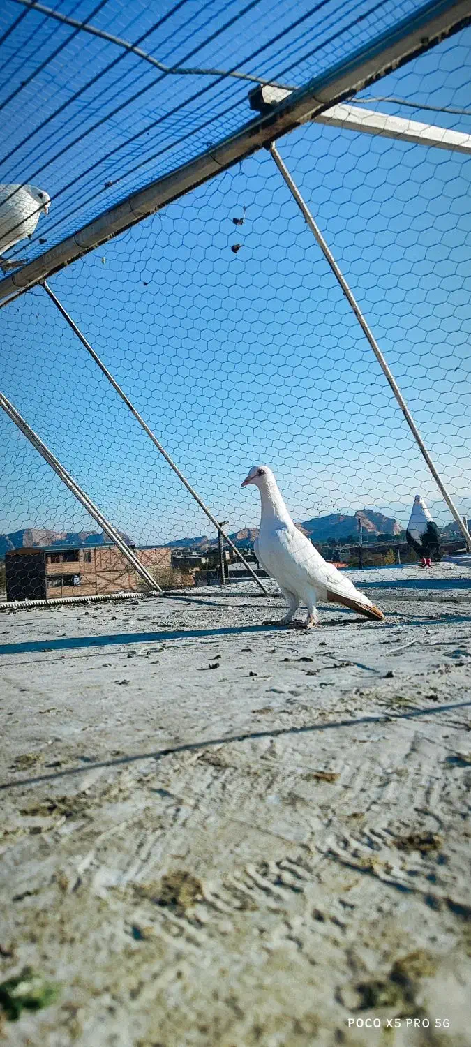 ماده دمب زرد دور چشم دار|پرنده|کرمان, |دیوار