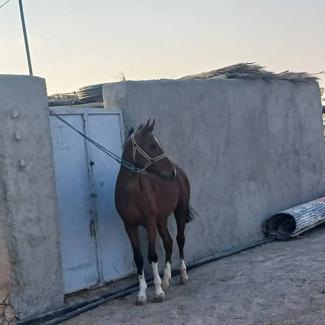 اسب|اسب و تجهیزات اسبسواری|فسا, |دیوار