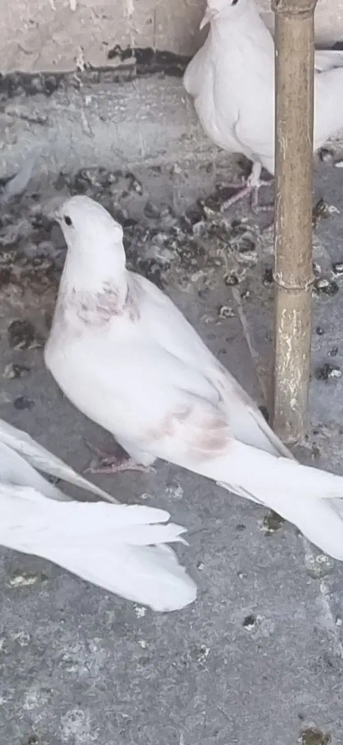 جوجه گمشده|پرنده|تهران, بازار|دیوار