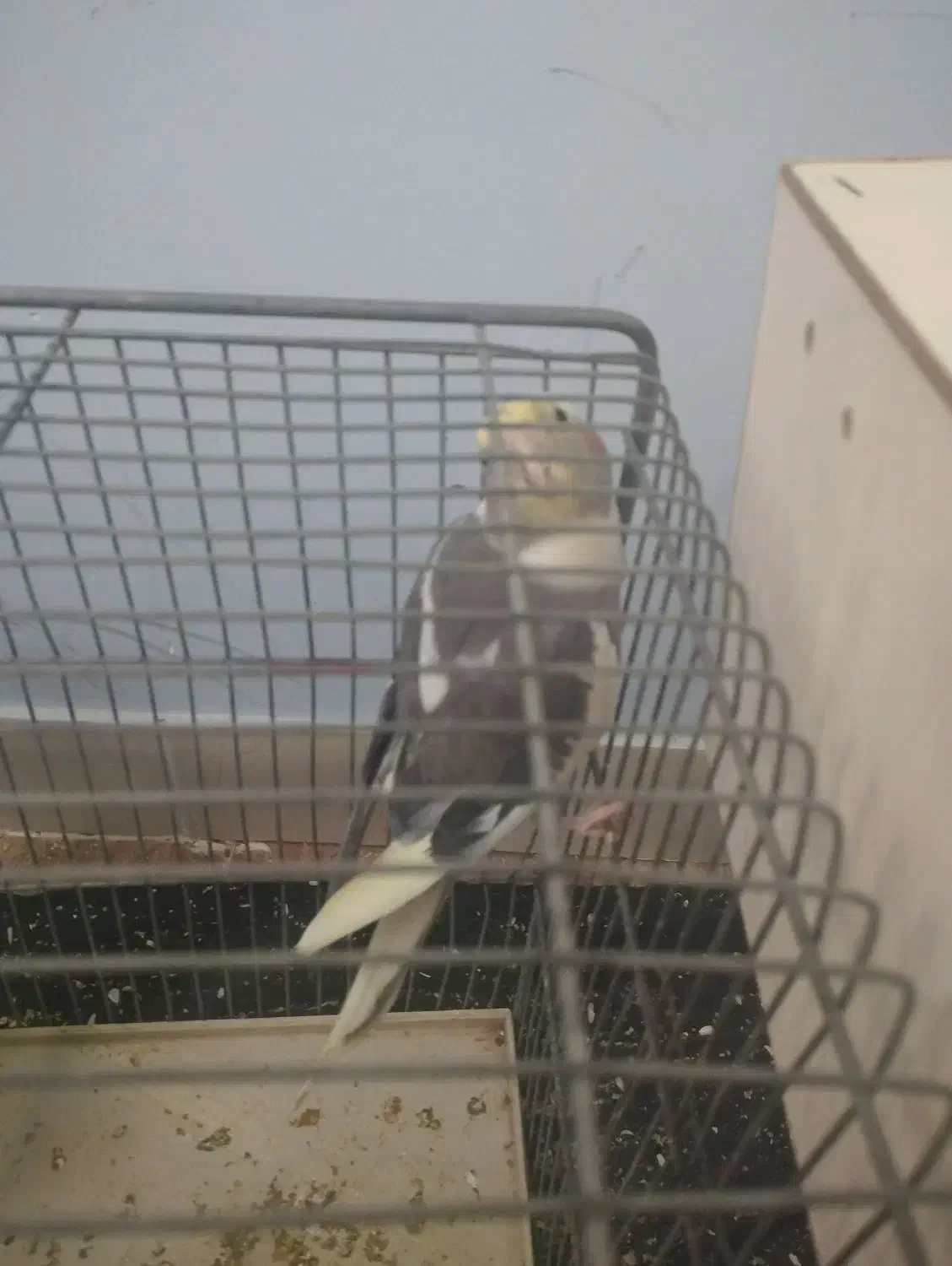 عروس هلندی|پرنده|خرمدره, |دیوار