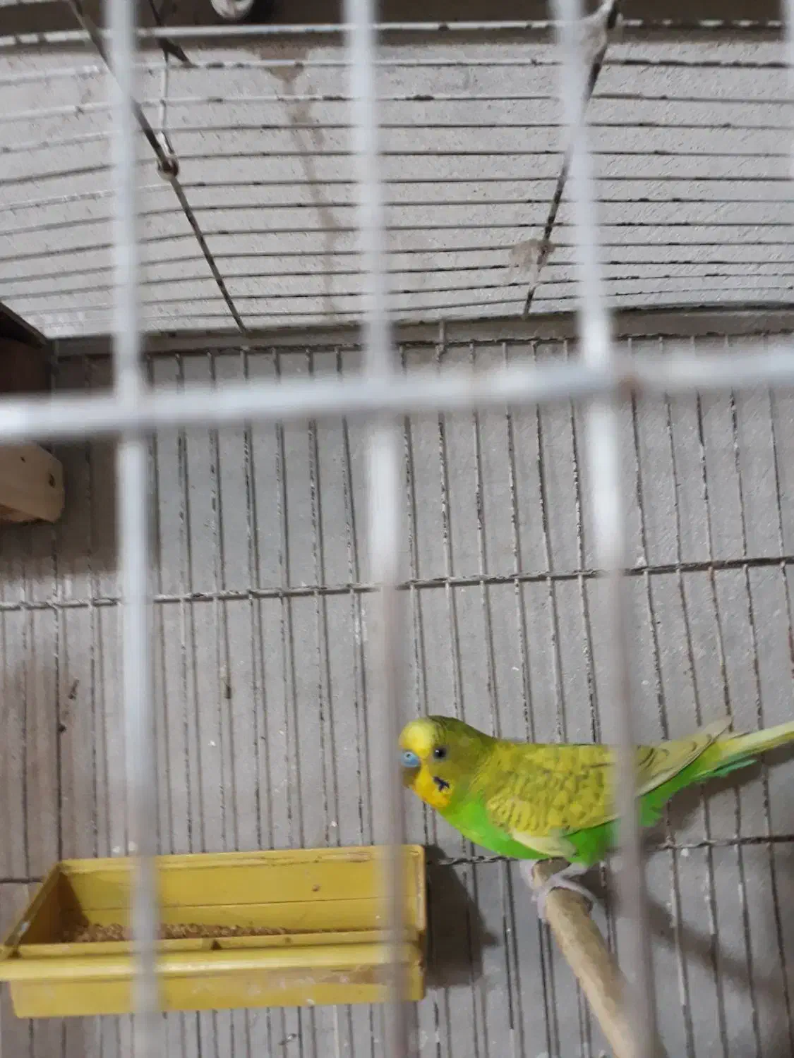 مرغ عشق جوان|پرنده|رشت, کوی عرفان|دیوار