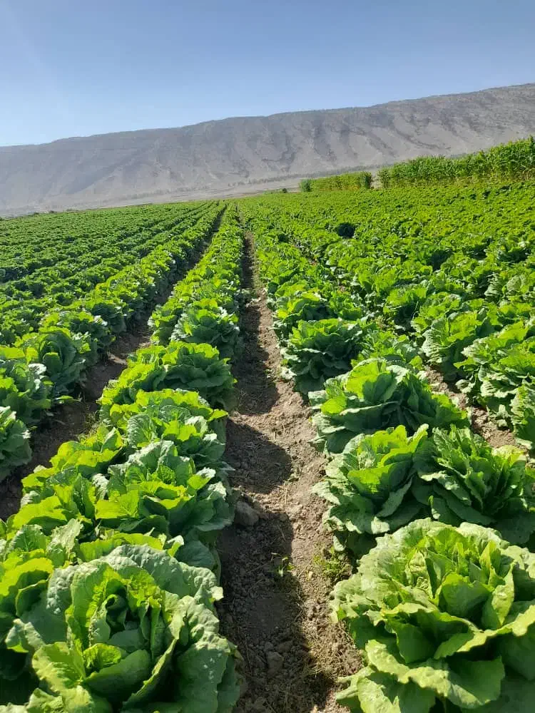 کاهو|خوردنی و آشامیدنی|رومشکان, |دیوار