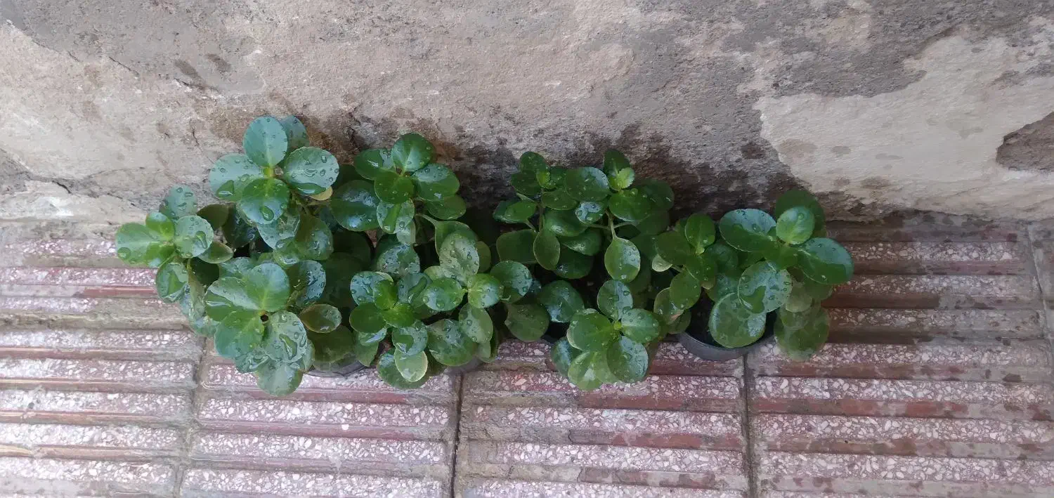 گل قاشقی|گل و گیاه طبیعی|قم, دروازه ری|دیوار