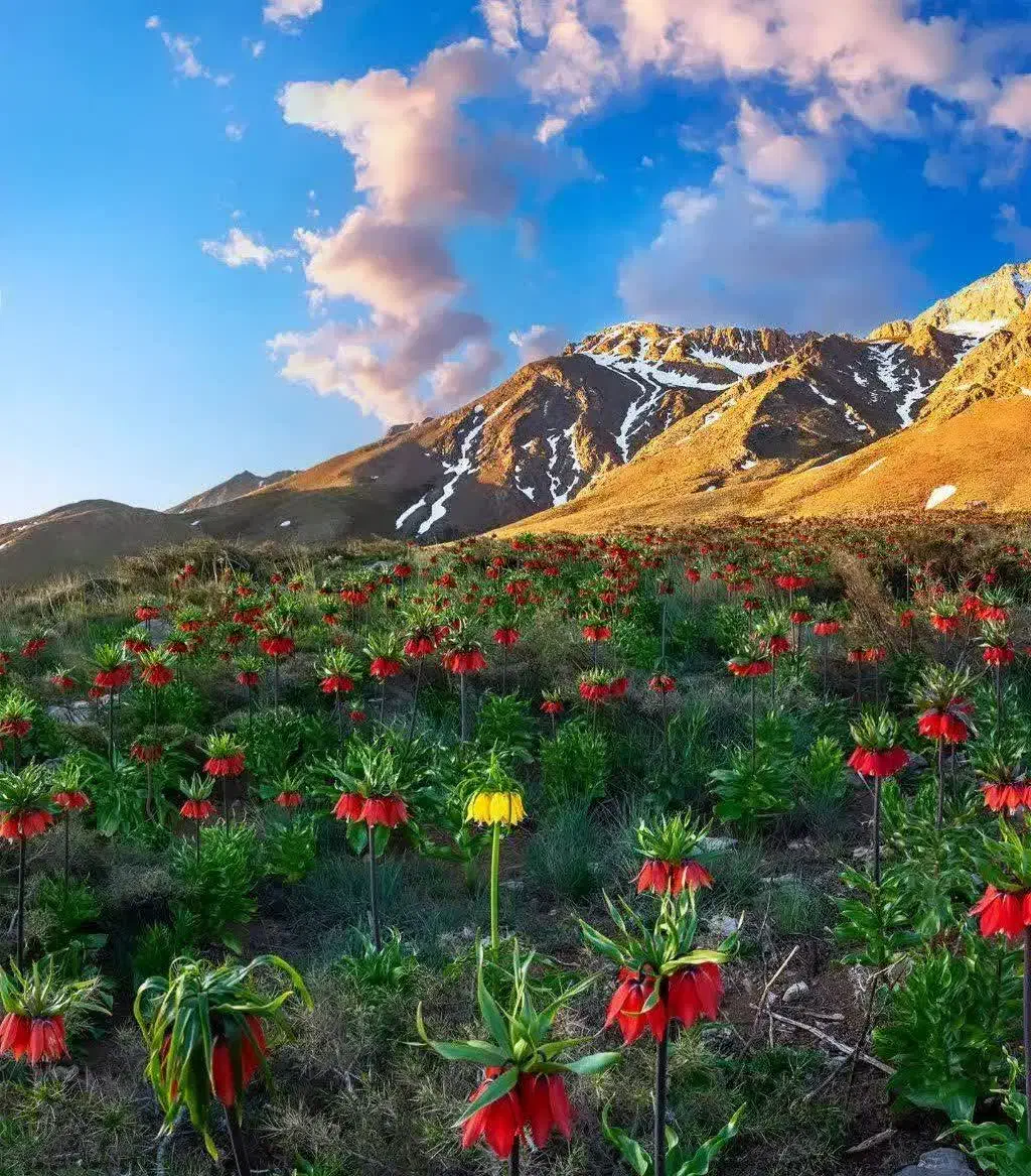 باغ|فروش زمین و ملک کلنگی|برخوار, |دیوار