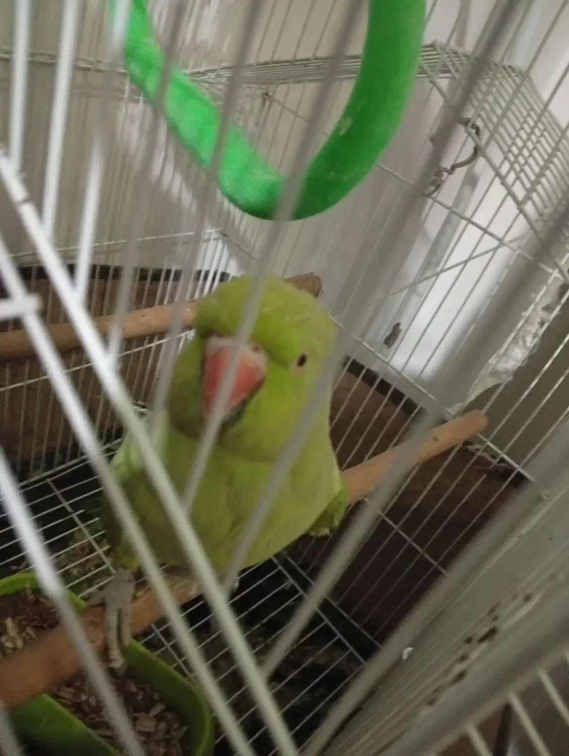 طوطی ملنگوه ماده|پرنده|ایذه, |دیوار