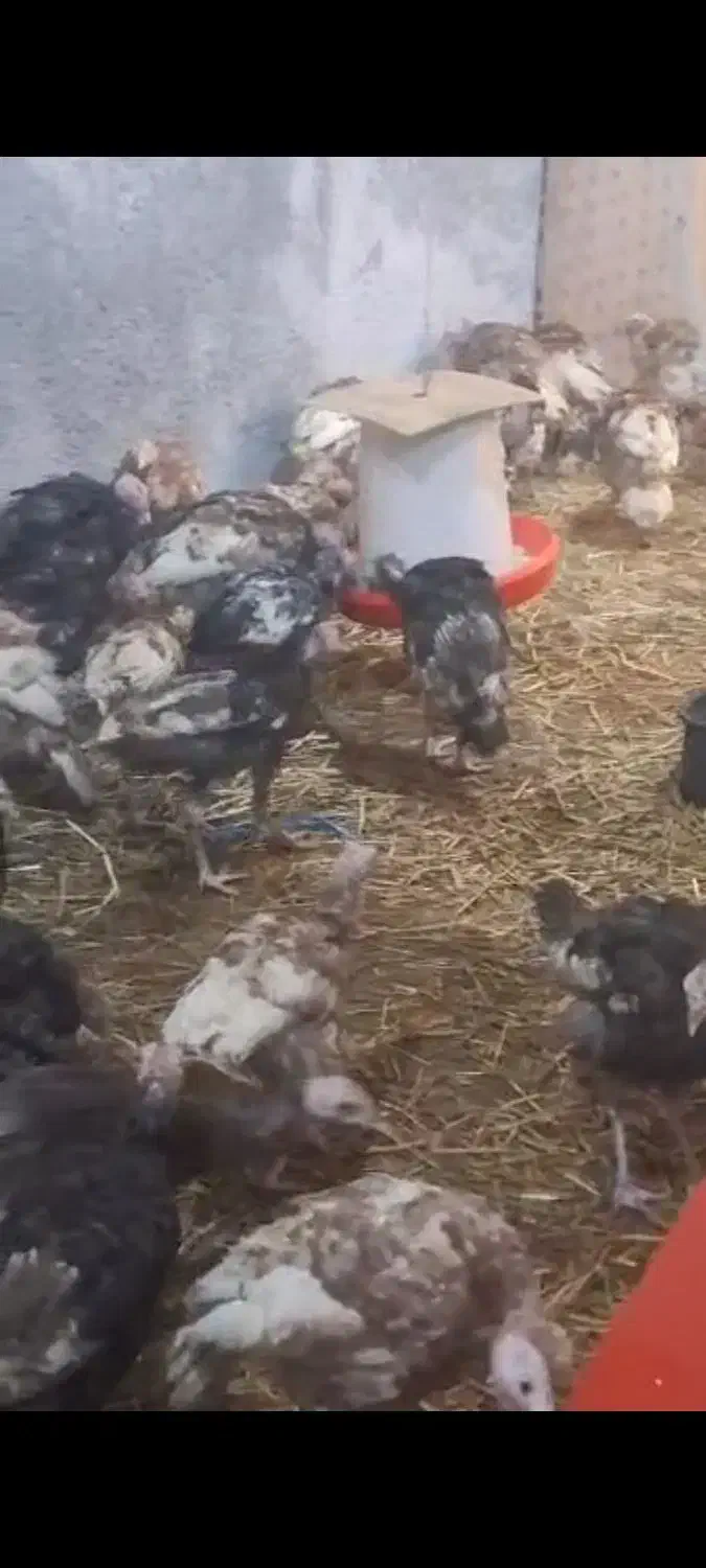 بوقلمون برنزه و پوبون|حیوانات مزرعه|شهریار, حصار ساتی|دیوار