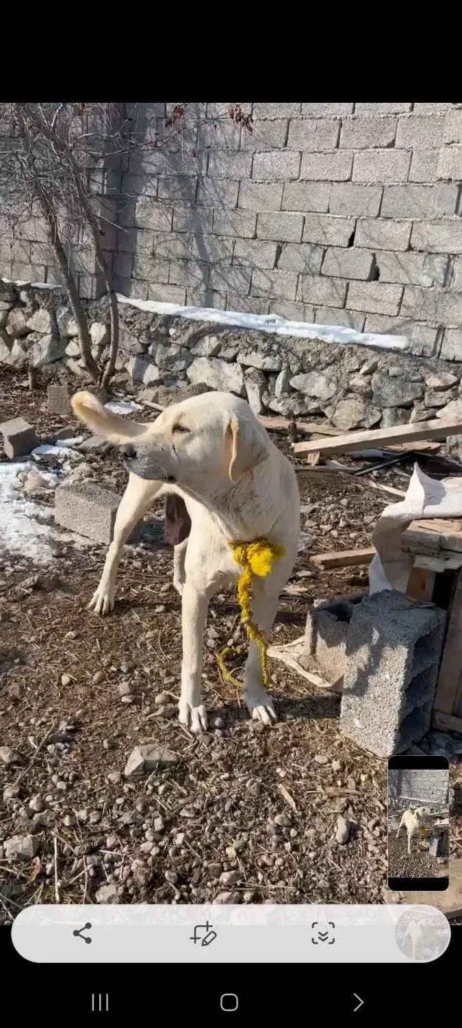 ماده سگ|سگ|فیرورق, |دیوار