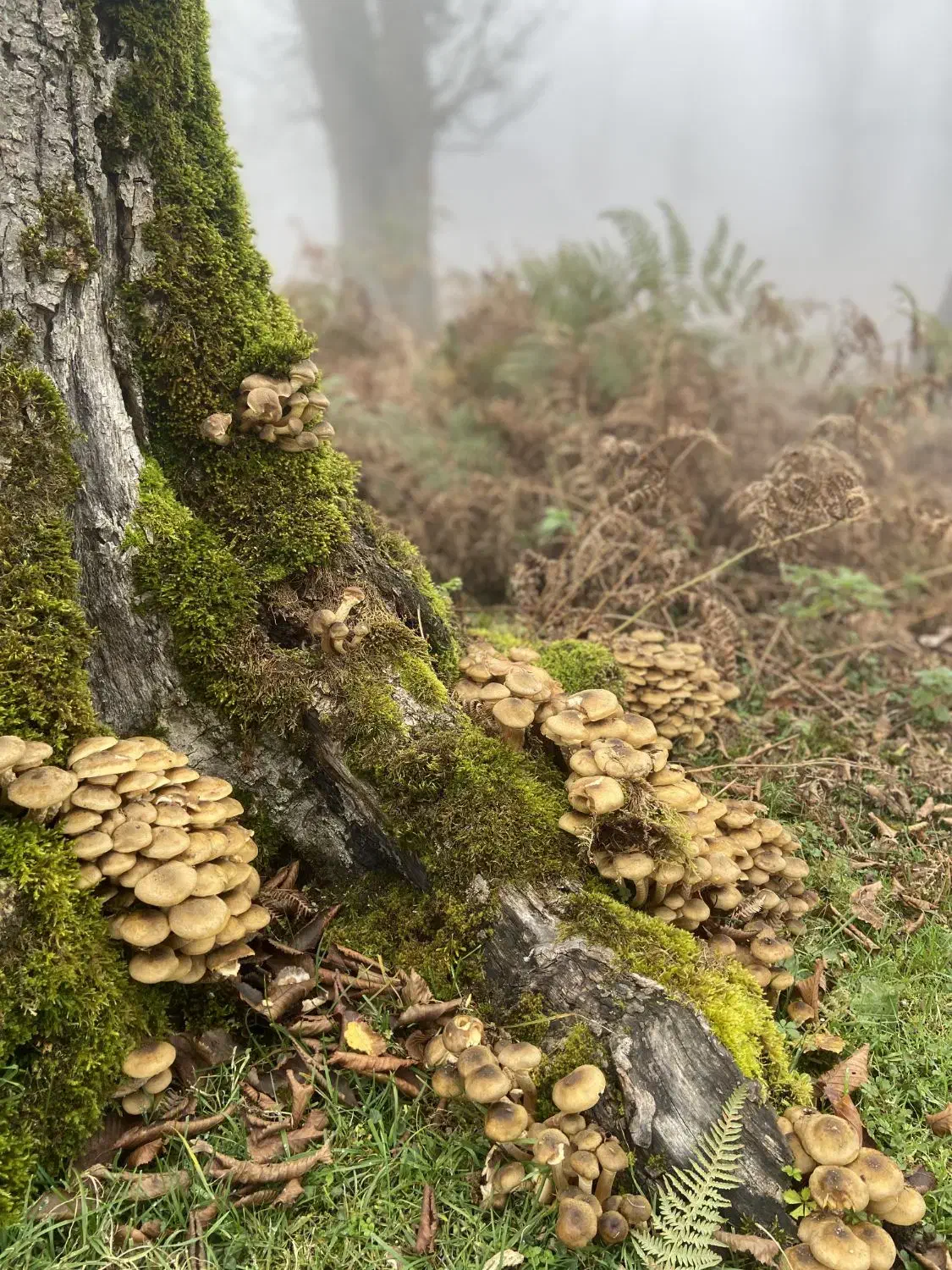 تور آفرود گیلان/ریلی و هوایی|تور و چارتر|کرمان, |دیوار