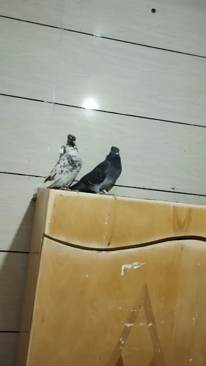 دو عدد کبوتر|پرنده|کارزان, |دیوار