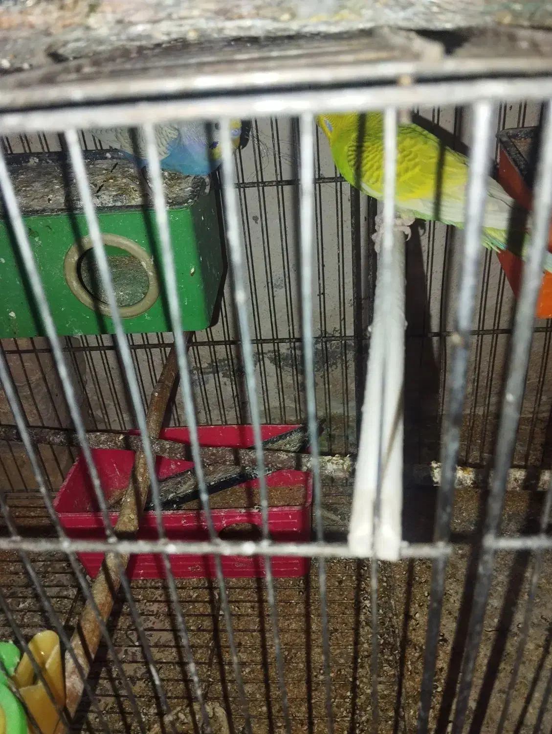 مرغ عشق|پرنده|الوند, |دیوار