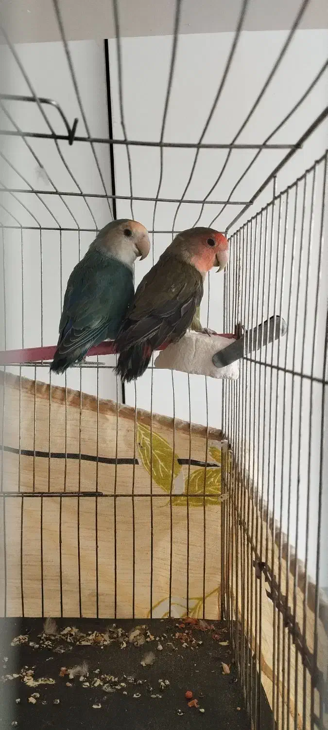 طوطی برزیلی|پرنده|قزوین, |دیوار