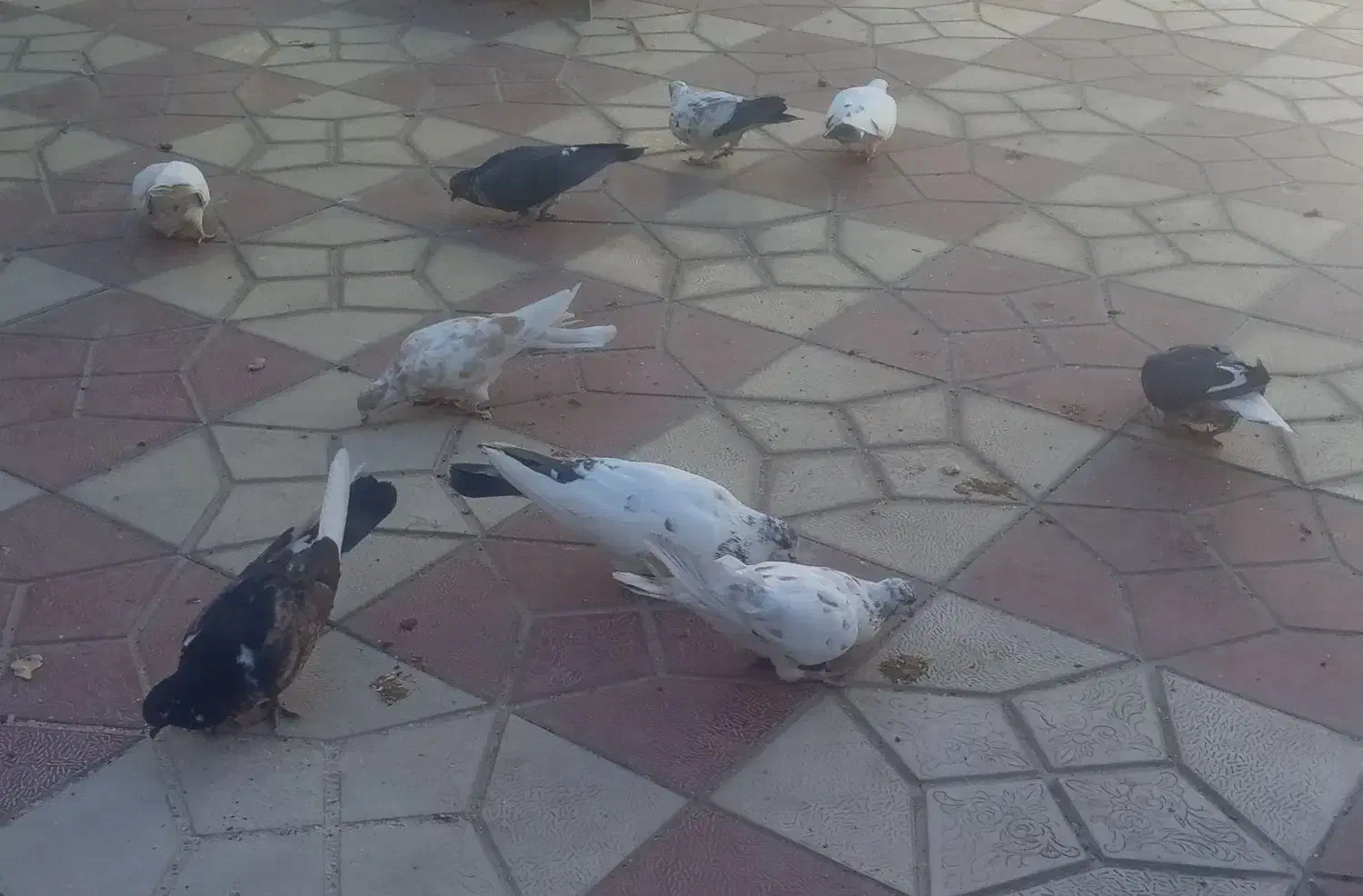 کبوتر|پرنده|کیار, |دیوار