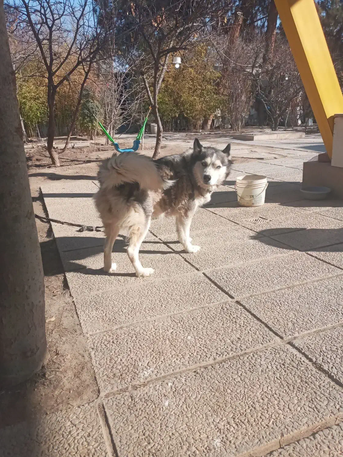 دو قلاده سگ هاسکی و پیتبل|سگ|محمدشهر, محمدشهر|دیوار