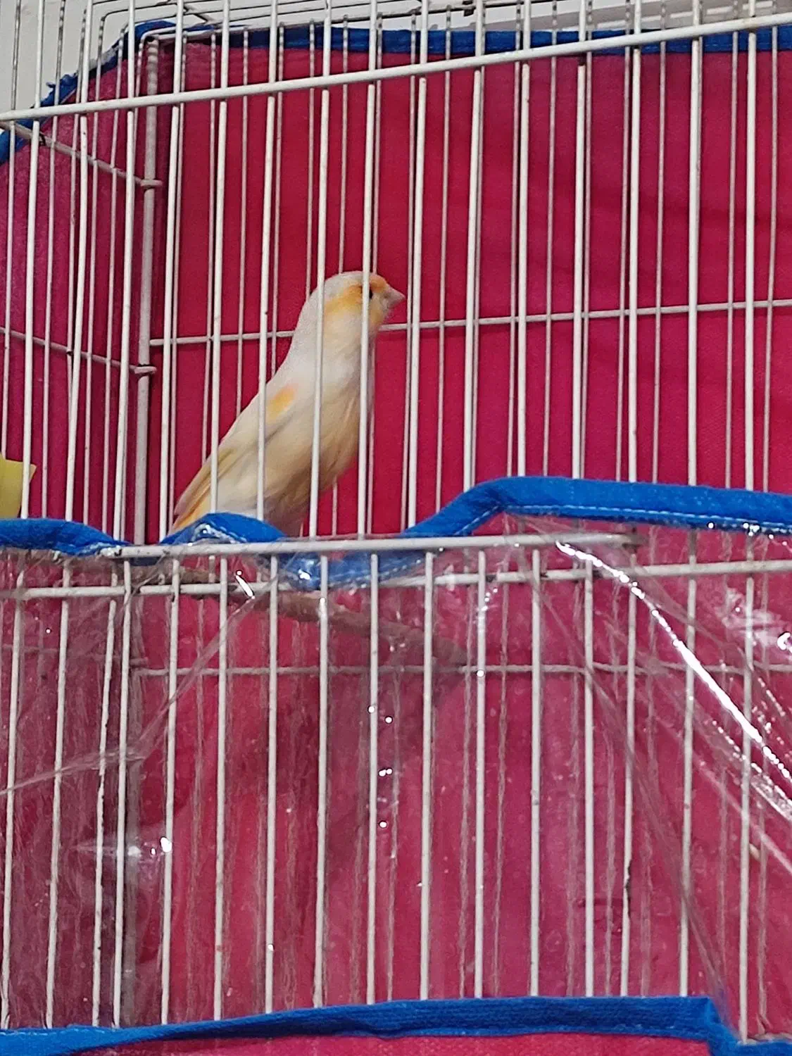 قناری موزاییکی|پرنده|خواف, |دیوار