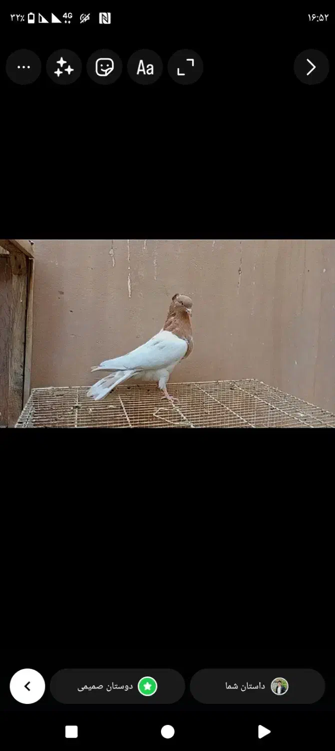 چند جفت حیوون فوق العاده عتیقه|پرنده|مه ولات, |دیوار