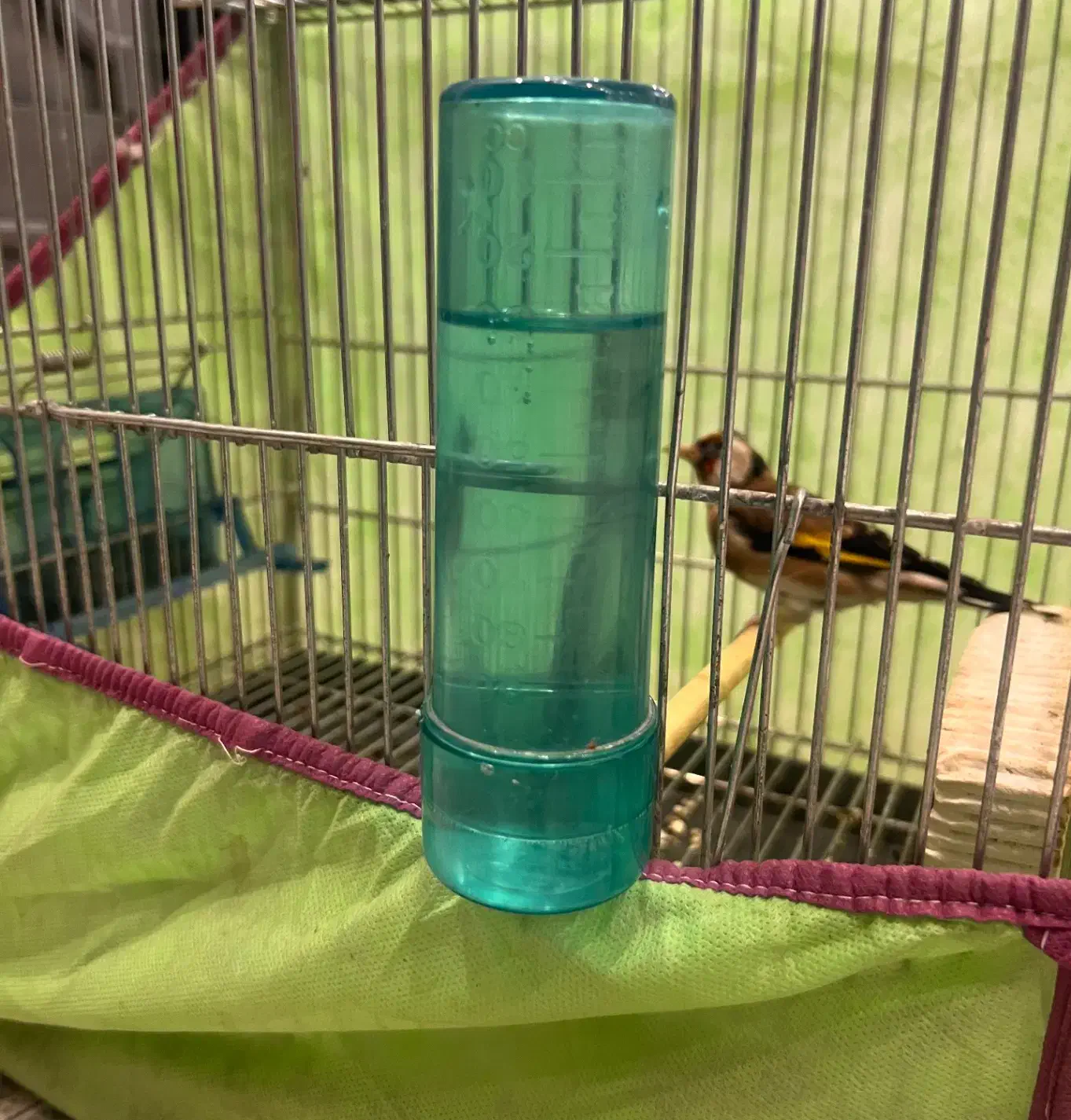 ماده‌سهره داغ سر نشون دار جفتی با سهره|پرنده|شهریار, شهریار|دیوار