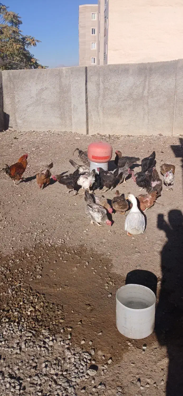 مرغ و خروس محلی|حیوانات مزرعه|رودهن, |دیوار