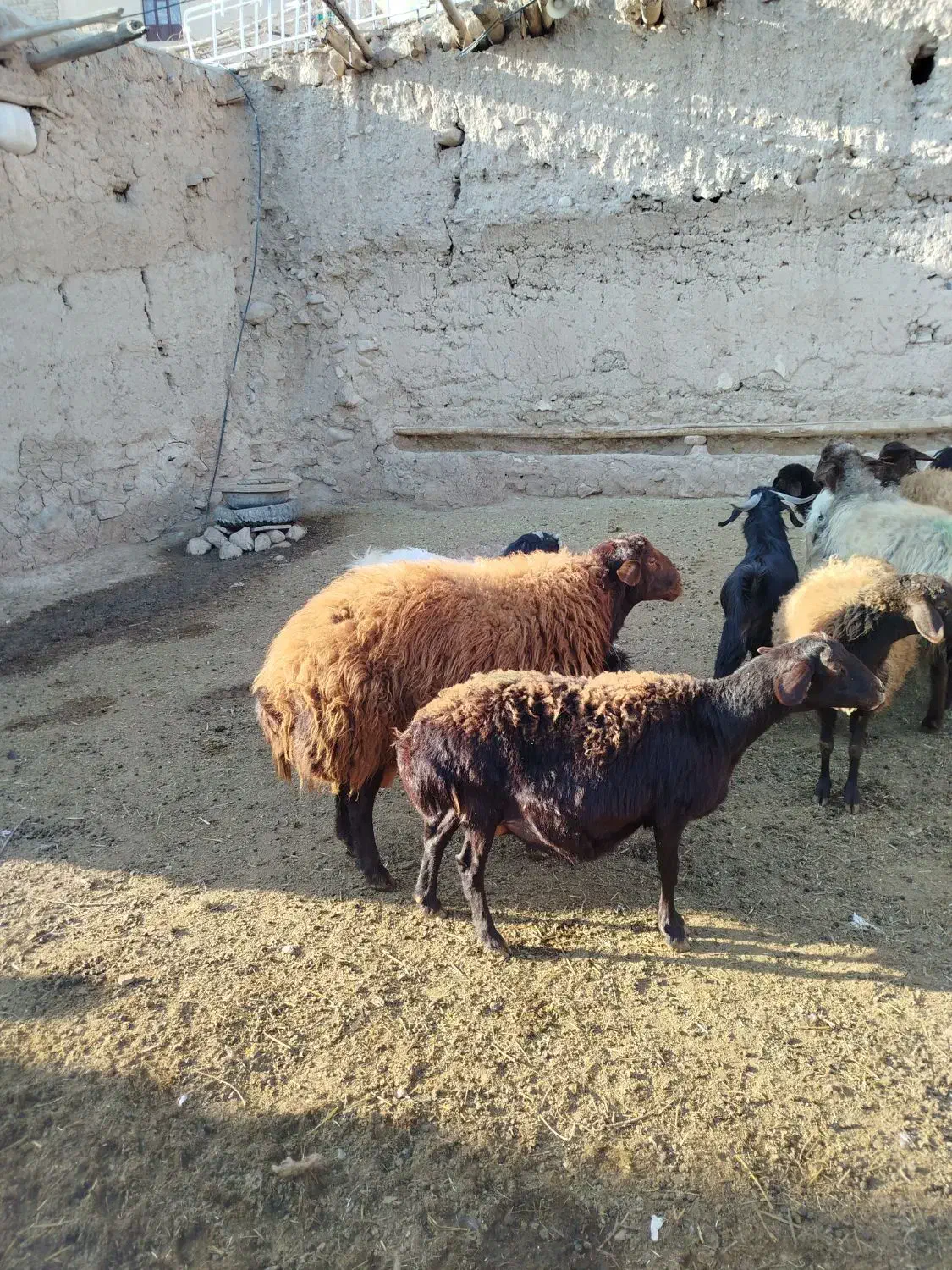 قوچ|حیوانات مزرعه|صفی آباد, |دیوار