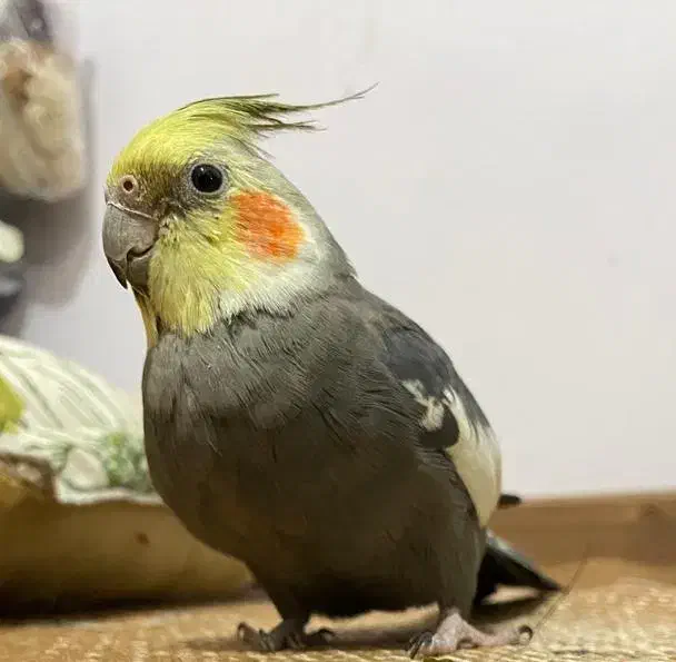 گم شده|پرنده|لاران, |دیوار