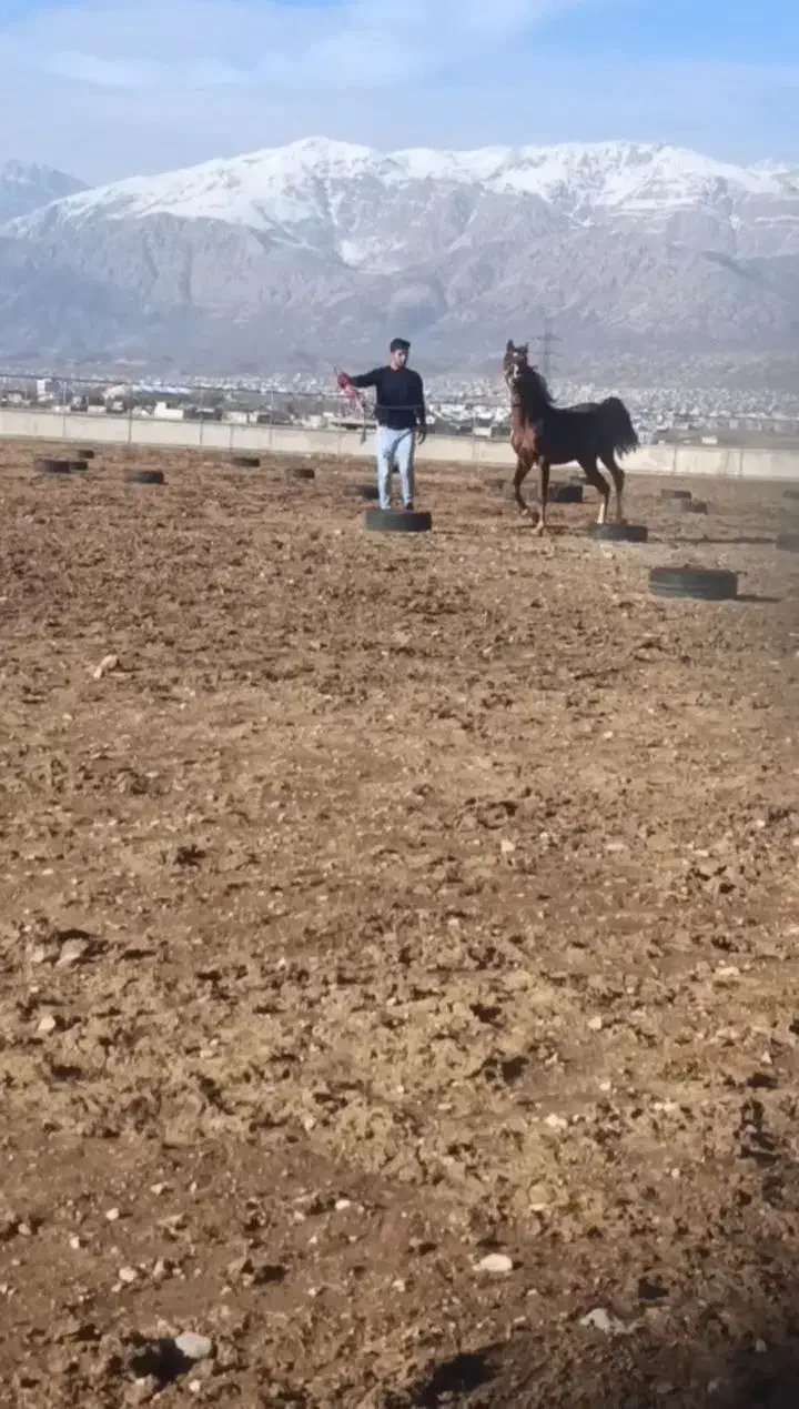 اسب|اسب و تجهیزات اسب‌سواری|یاسوج, |دیوار