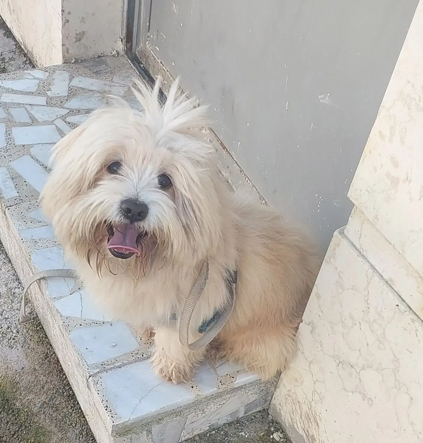 واگذاری شیتزو نر رایگان|سگ|رشت, اسماعیل آباد|دیوار