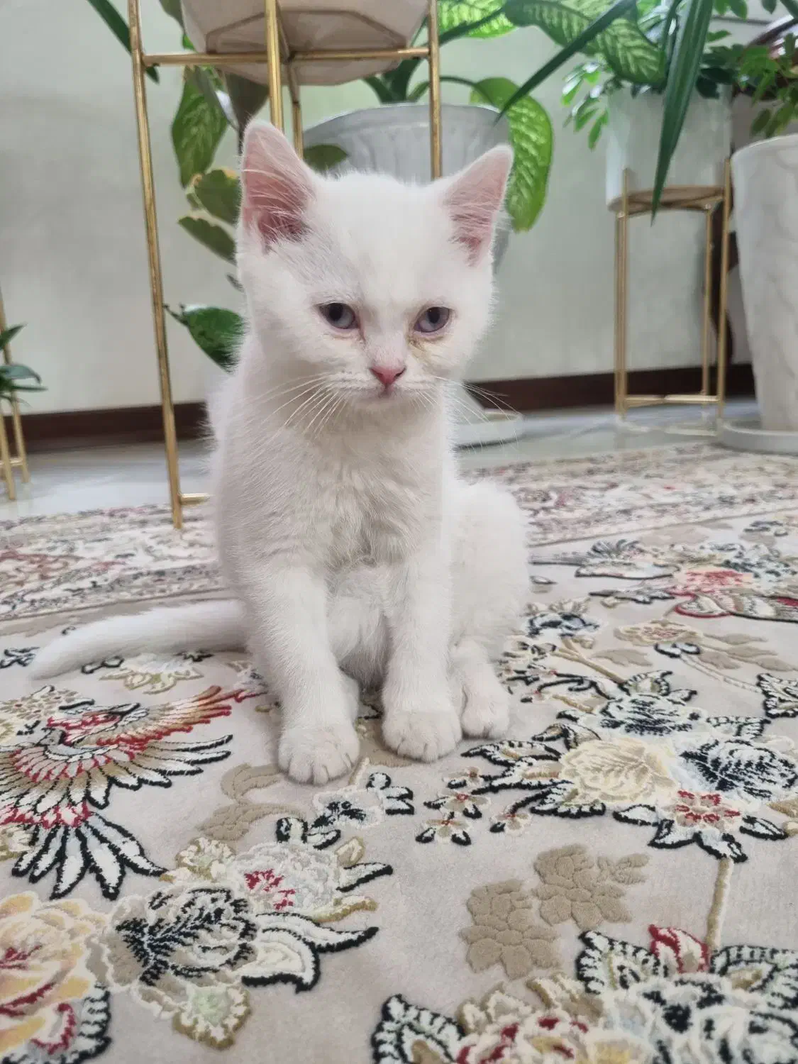 گربه ی اصیل|گربه|اراک, |دیوار