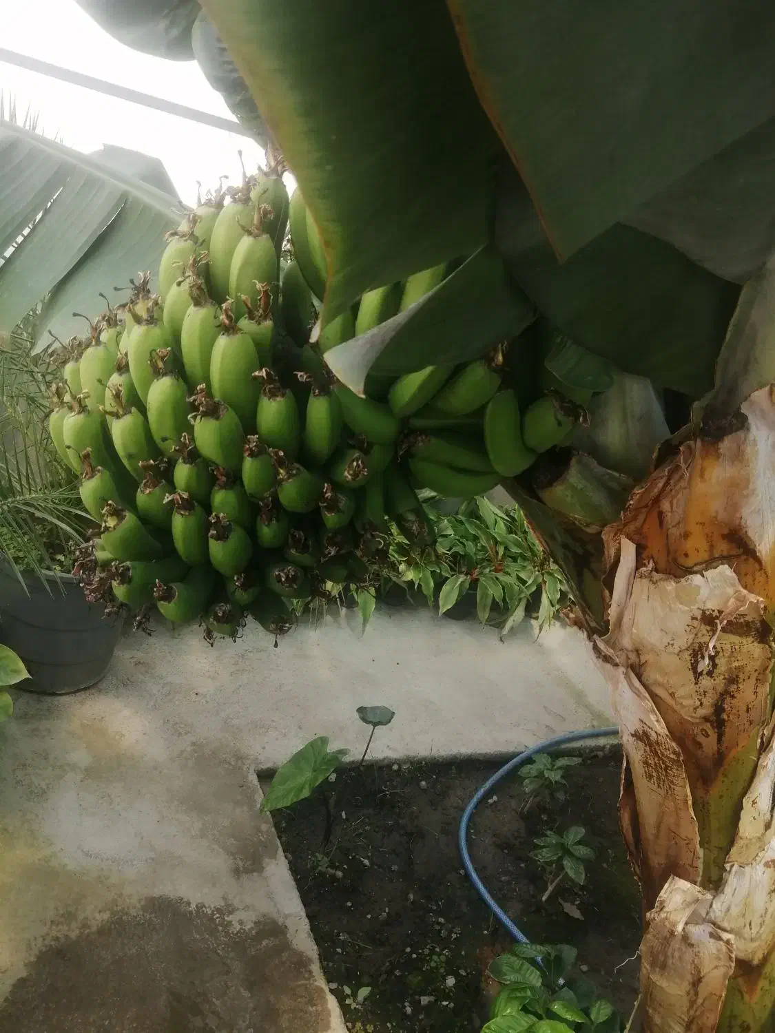 خاک باغچه غنی شده وکود حیوانی وماسه قلمه|خدمات باغبانی و درختکاری|مشهد, کوشک مهدی|دیوار