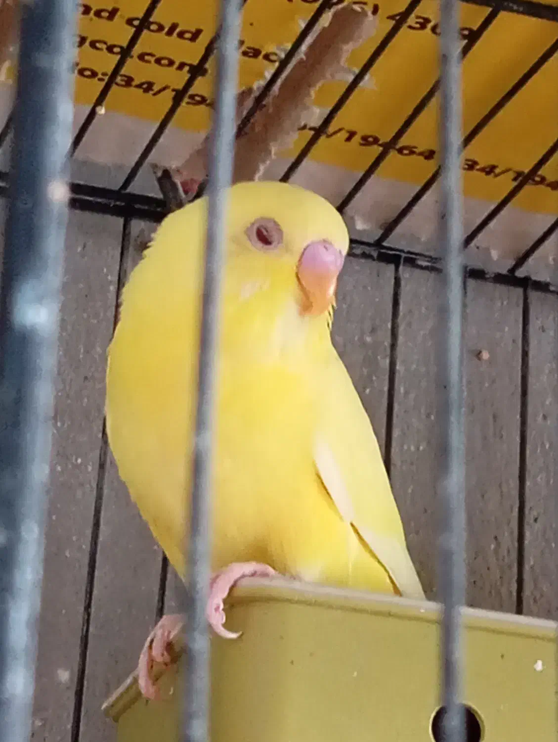 گمشده جوجه مرغ عشق|حیوانات|قشم, |دیوار