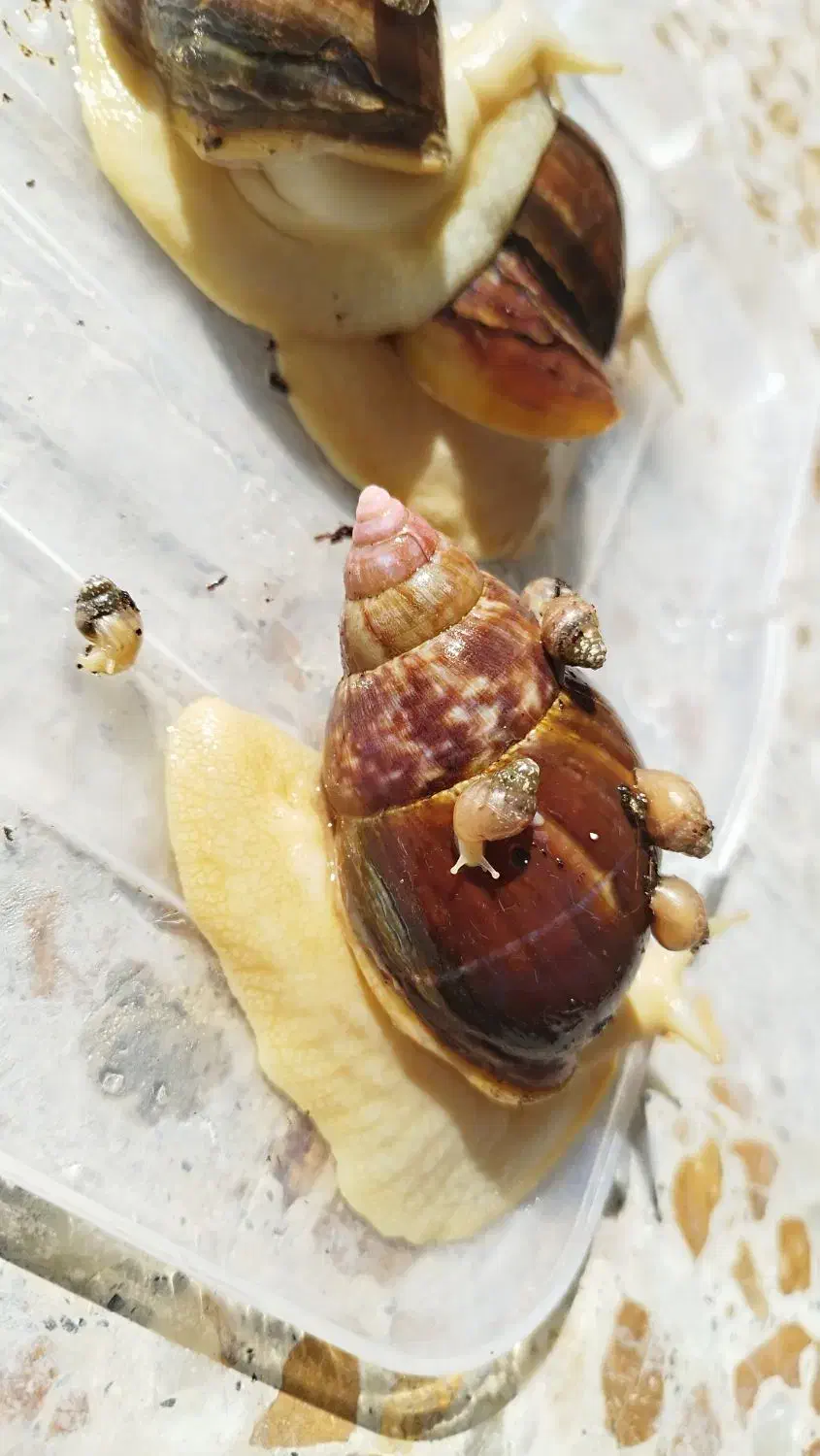 حلزون آچاتینا|خزنده|سپیدان, |دیوار