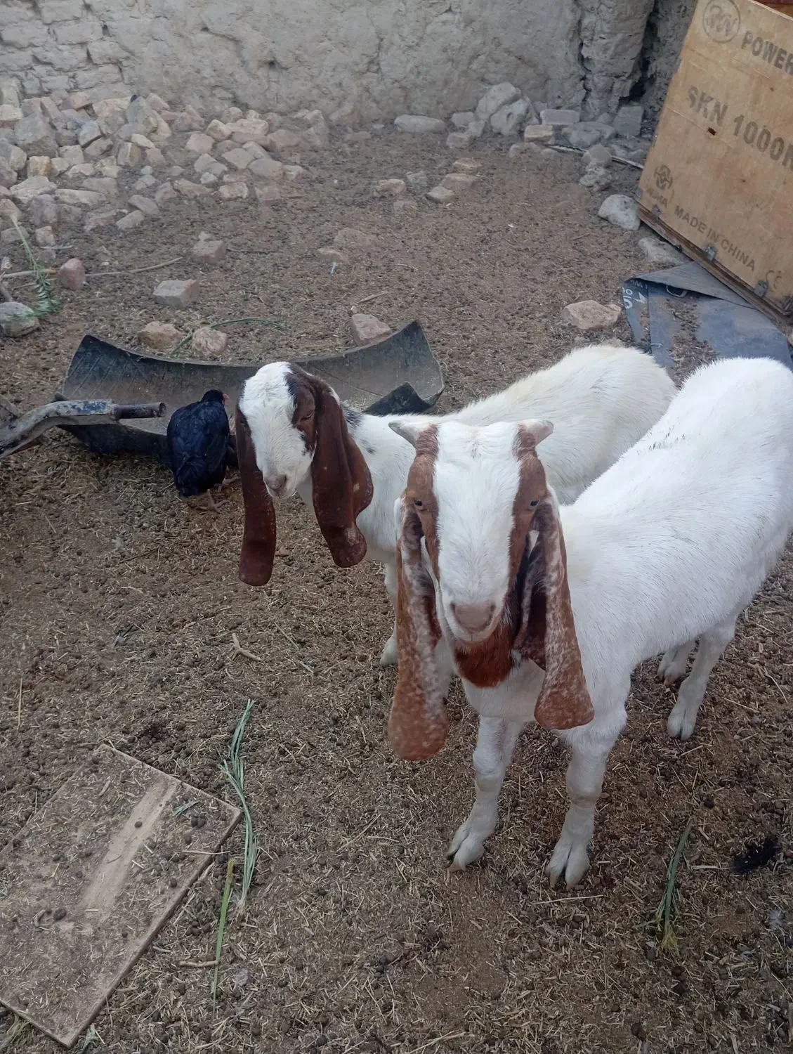 دو عدد کهره داشتی نمایشی|حیوانات مزرعه|هامون, |دیوار