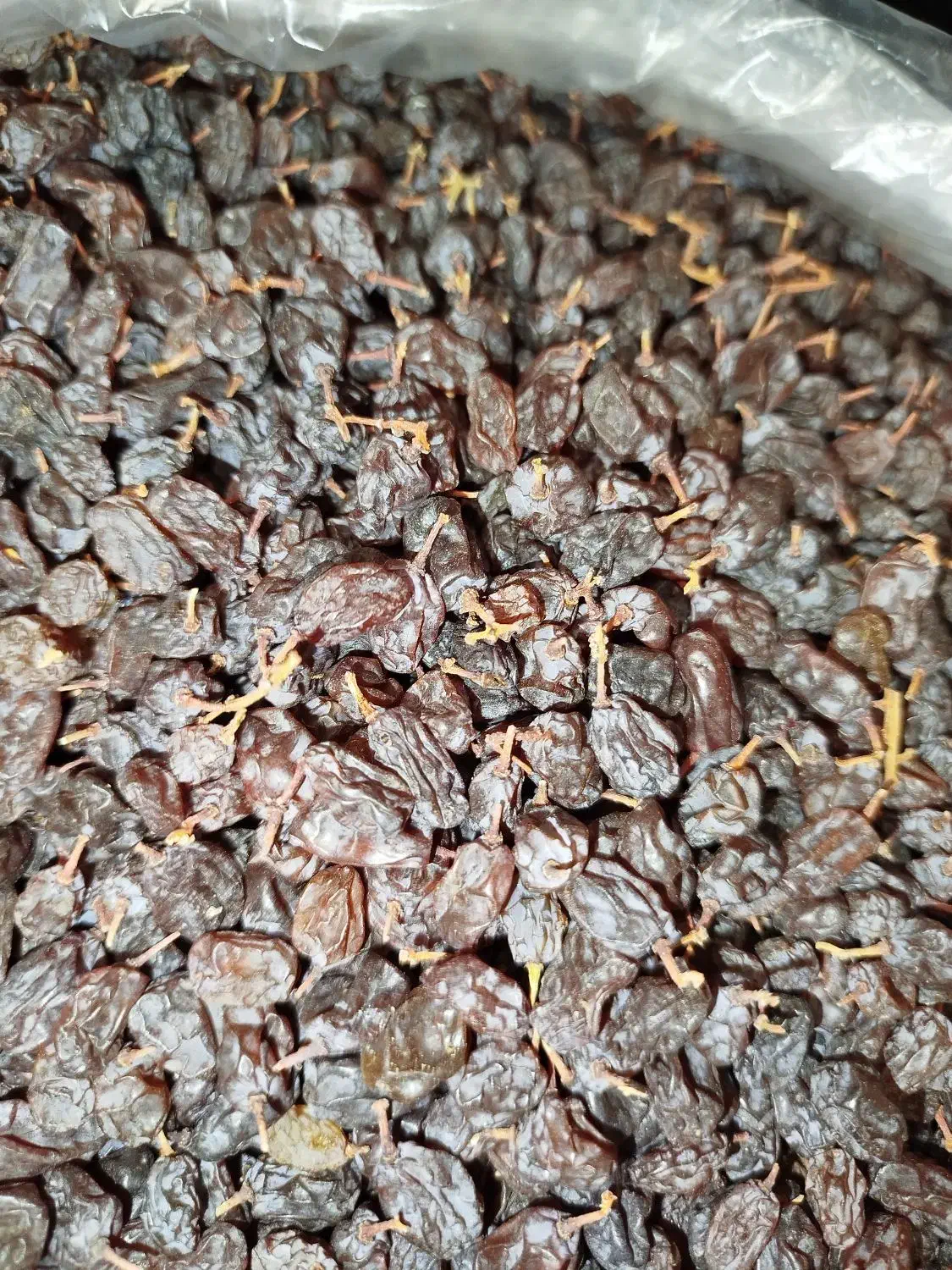 کشمش اورگانیک|خوردنی و آشامیدنی|تهران, مهرآباد جنوبی|دیوار