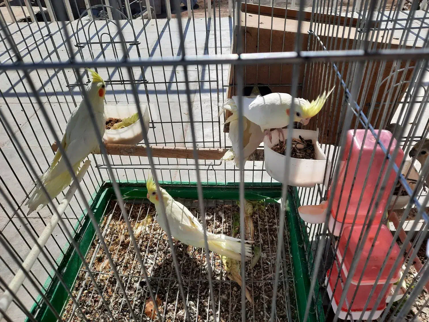 عروس هلندی|پرنده|زید آباد, |دیوار