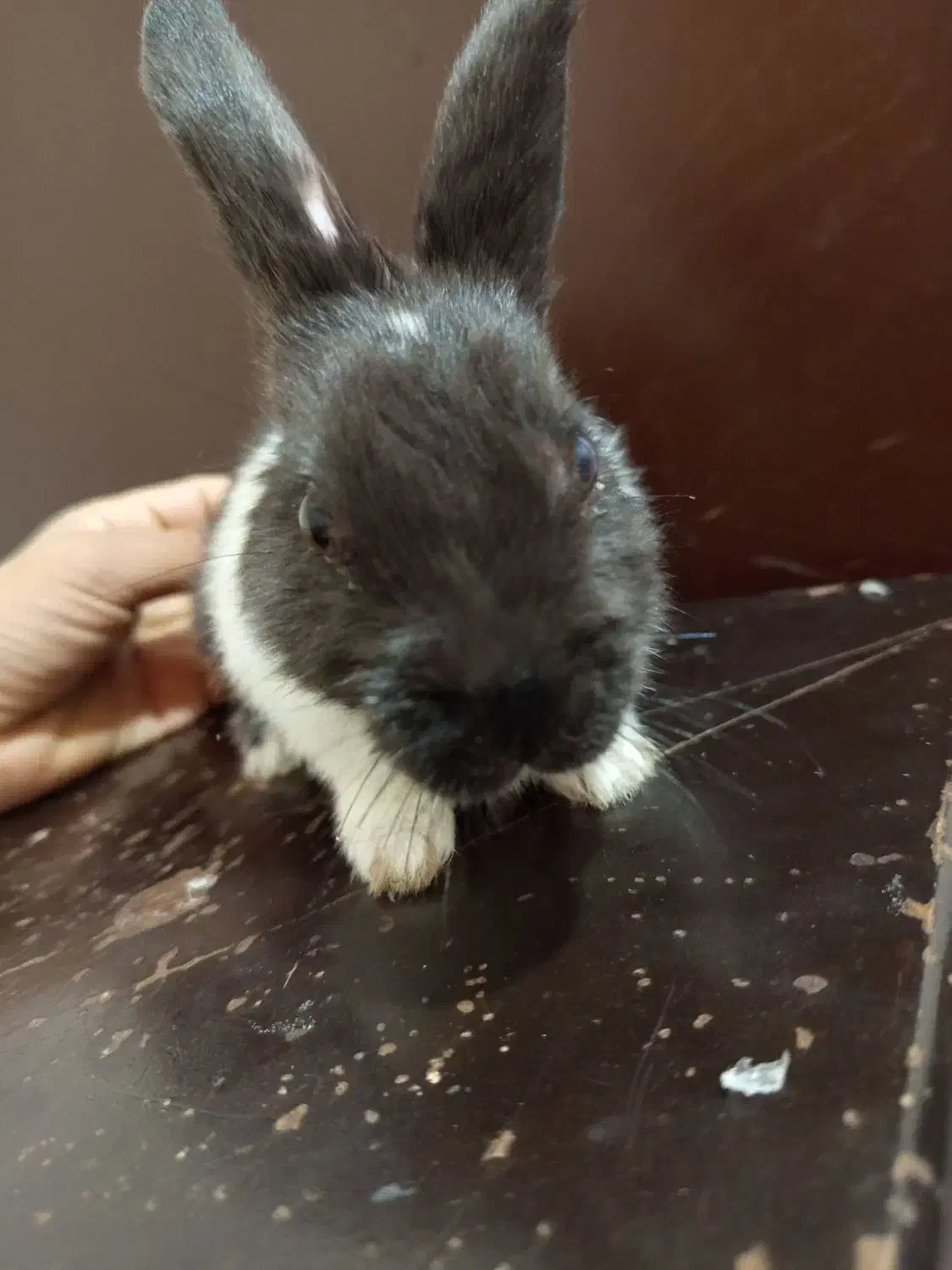 خرگوش خانگی|موش و خرگوش|سیرجان, |دیوار