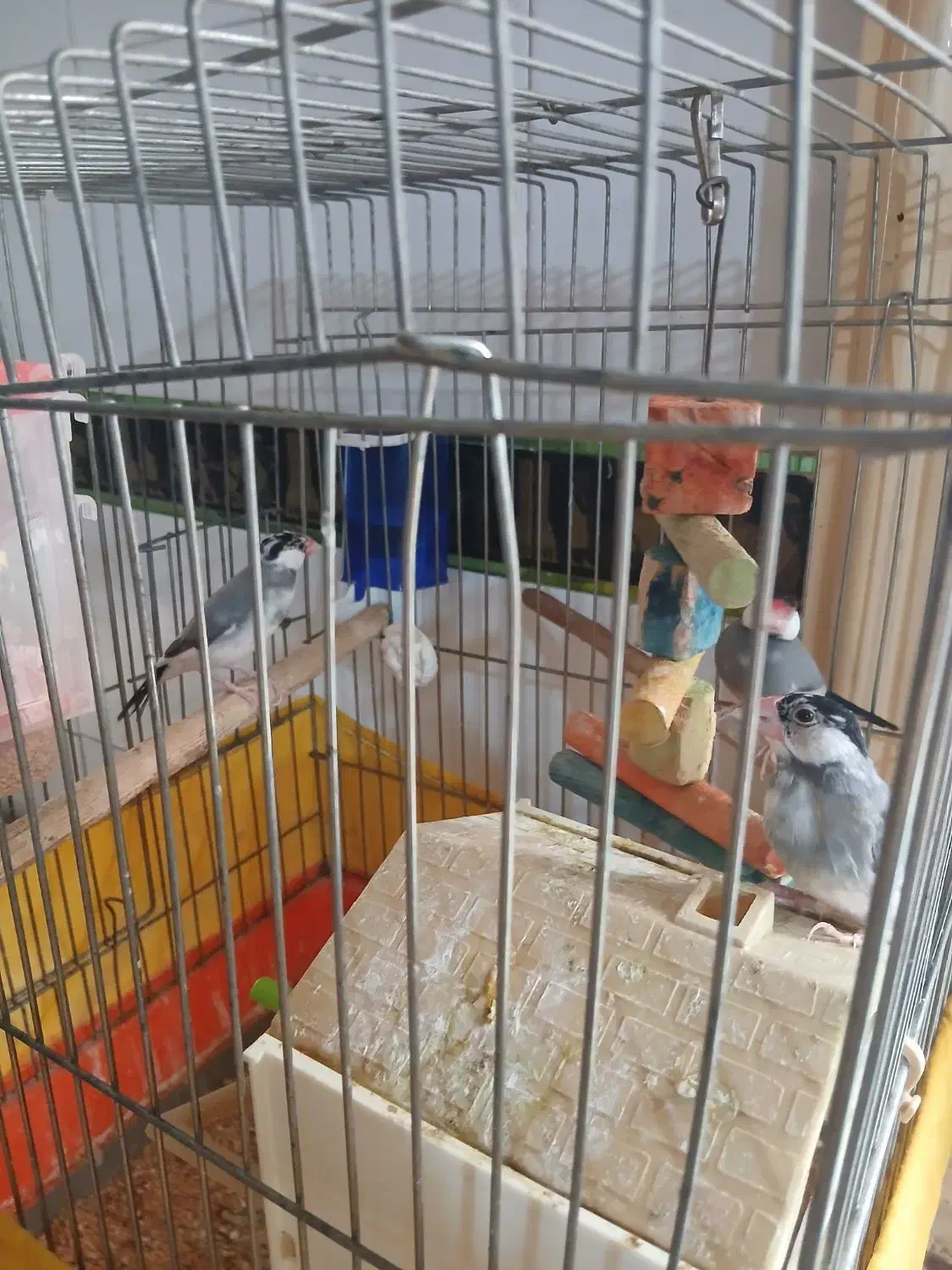 فنچ زینتی|پرنده|بشاریات, |دیوار