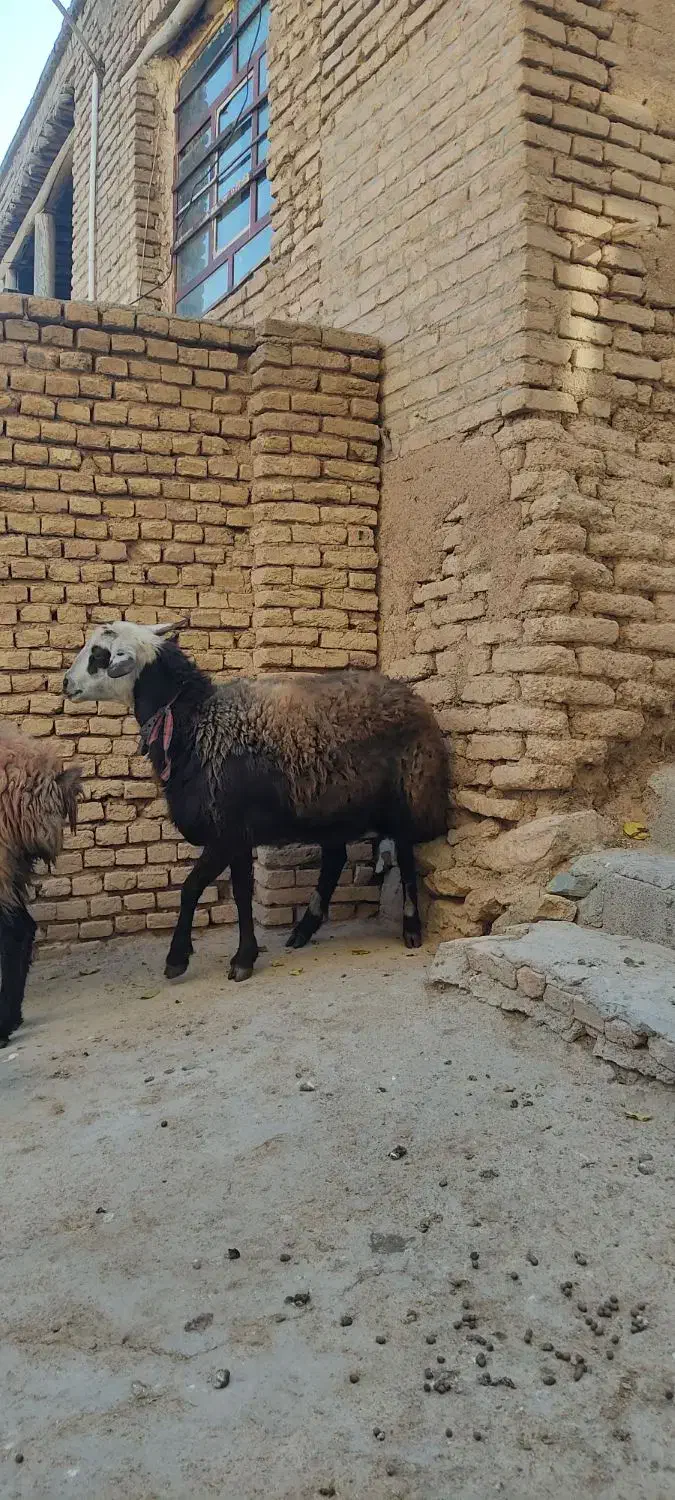 میش گوسفند|حیوانات مزرعه|بن, |دیوار