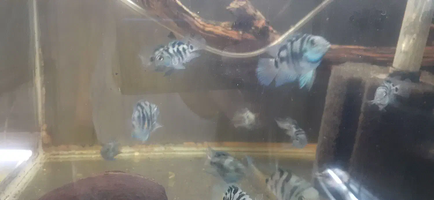 ماهی گیاه خوار پرت پلار|ماهی|تهران, افسریه شمالی|دیوار