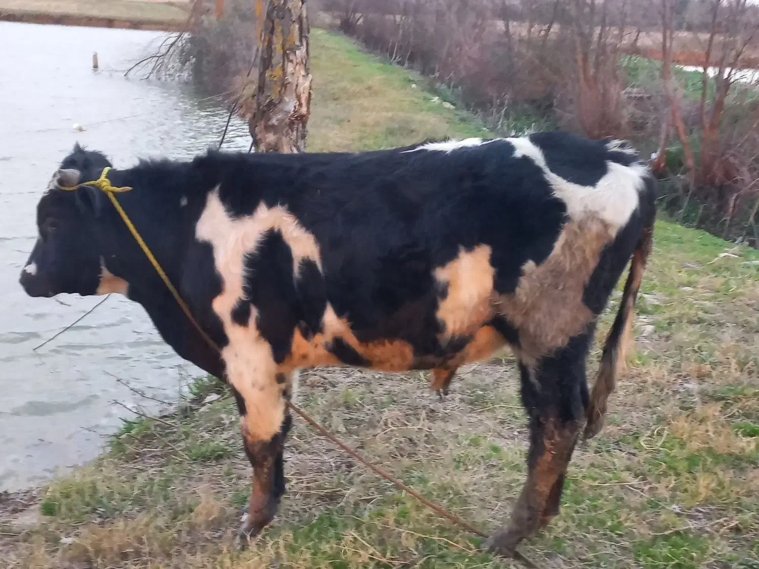 ورزا دو رگ|حیوانات مزرعه|رشت, صفاری|دیوار