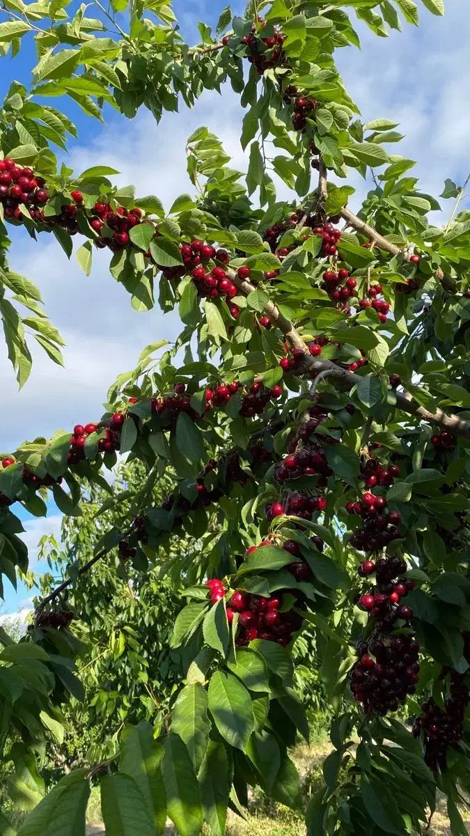 نهالستان انواع رقم های اقتصادی و پربار|خدمات باغبانی و درختکاری|میانه, |دیوار