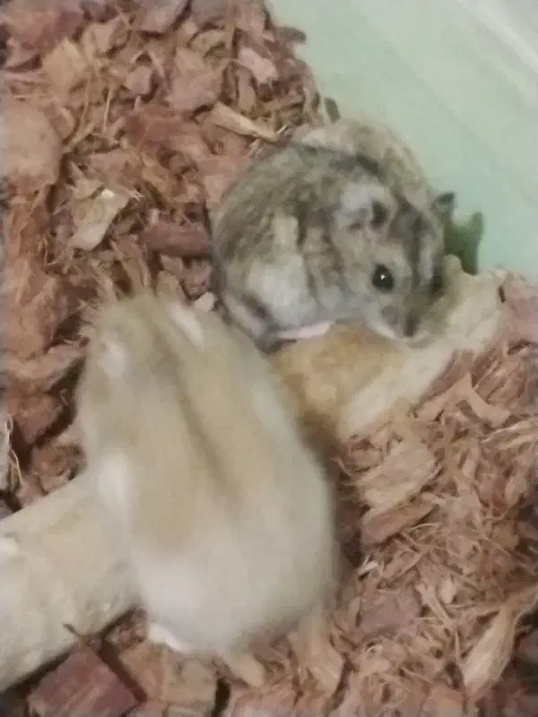 همستر کمپل|موش و خرگوش|تهران, جیحون|دیوار