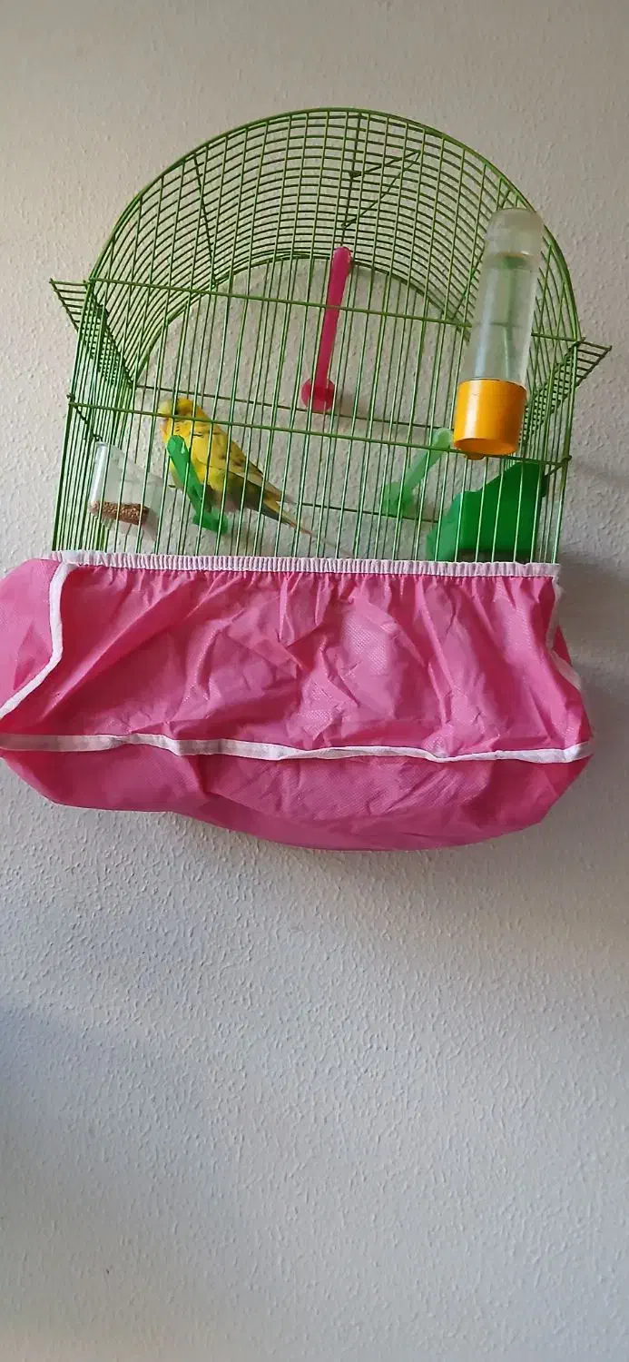 مرغ عشق ۸ ما هه ماده زیبا و خوش رنگ|پرنده|شاهین‌شهر, شهرک گلدیس|دیوار