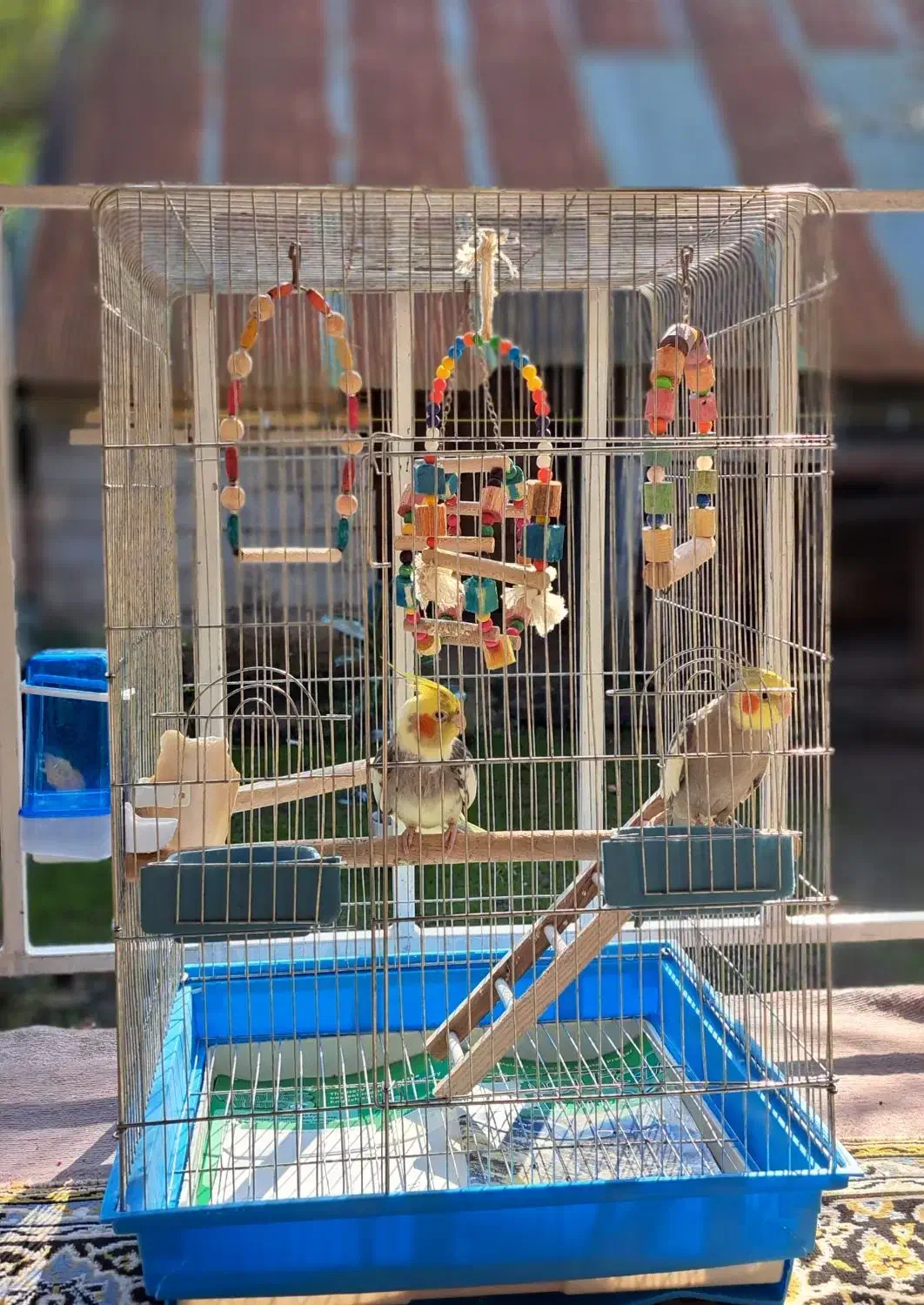 عروس هلندی نر|پرنده|لاهیجان, آهندان|دیوار