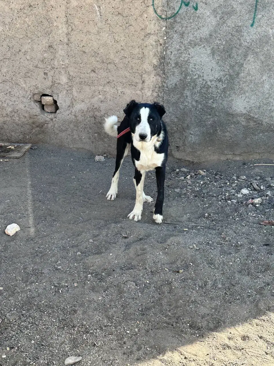 نگهبان اصیل|سگ|قنوات, |دیوار