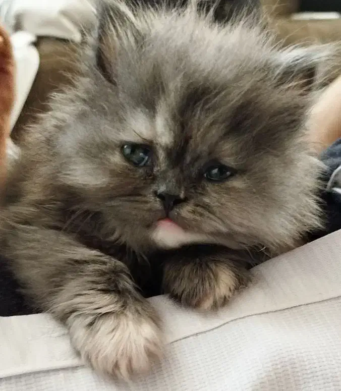 پرشین ماده|گربه|فولادشهر, B4|دیوار