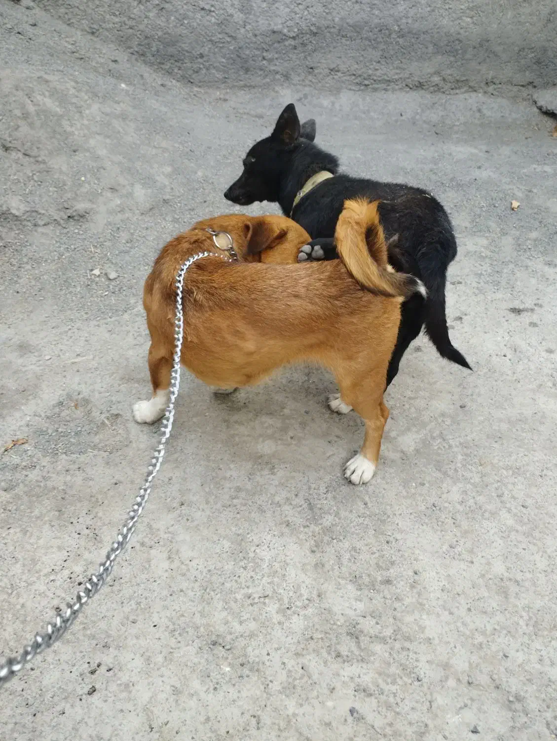 سگ خانگی|سگ|خنداب, |دیوار